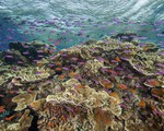 Các quốc gia huy động 12 tỷ USD bảo vệ rạn san hô