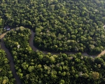 Nạn phá rừng Amazon giảm hơn 20%, xuống mức thấp nhất trong 5 năm