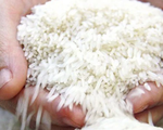 Giá gạo xuất khẩu lập đỉnh mới