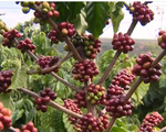 Xuất khẩu cà phê 11 tháng ước đạt 3,5 tỷ USD