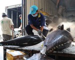 Xuất khẩu cá tra, cá ngừ còn triển vọng trong những tháng cuối năm