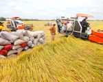 Thêm trợ lực để ngành lúa gạo Việt Nam phát triển bền vững