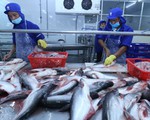 Xuất khẩu cá tra cả năm ước đạt 1,8 tỷ USD