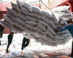 Nhiều cơ hội tăng tốc xuất khẩu gạo năm 2024