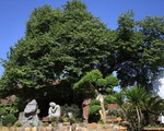 Chiêm ngưỡng 2 cây di sản hàng trăm tuổi ở chùa Hưng Long