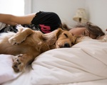 Có nên để thú cưng ngủ chung?