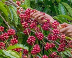 Bảo hiểm Chỉ số Thời tiết đến với nông dân trồng cà phê