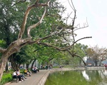 Hà Nội chặt hạ 3 cây sưa chết khô tại hồ Hoàn Kiếm