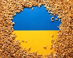 EU căng thẳng vì lệnh cấm ngũ cốc Ukraine