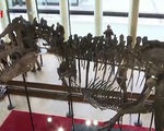 Đấu giá bộ xương hóa thạch khủng long ở Thụy Sĩ