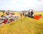 Thúc đẩy vốn vào sản xuất lúa gạo: Sao cho trúng, đúng và bền vững?