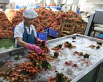 Bắc Giang dự kiến xuất khẩu 1.500 tấn vải thiều sang Hoa Kỳ