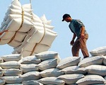 Xuất khẩu gạo Việt Nam kéo dài đà tăng trưởng