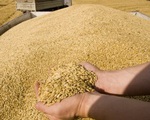 Nga giành lợi thế trong xuất khẩu ngũ cốc