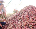 Sẵn sàng xuất khẩu khoai lang sang Trung Quốc