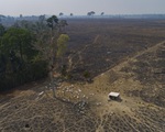 Nạn phá rừng Amazon ở Brazil tăng trong tháng 3