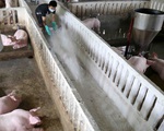 Giá lợn hơi giảm liên tiếp, nông dân ngậm ngùi 'treo chuồng'