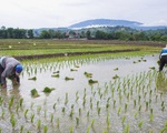 Sản lượng gạo tại châu Á dự báo tăng trong năm 2023