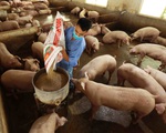 Giá lợn hơi dự báo sắp tăng trở lại