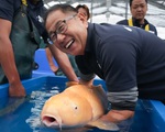 Cá koi - biểu tượng văn hóa bạc tỷ của Nhật Bản