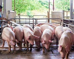 Giá lợn hơi tiếp tục tăng
