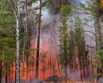 Cháy rừng gây thiệt hại lớn tại Nga