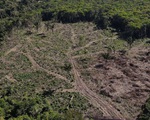 EU cấm hàng hóa có xuất xứ từ phá rừng