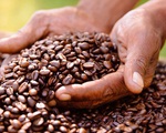 Giá xuất khẩu cà phê Việt Nam tăng cao