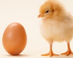 'Gà có trước hay trứng gà có trước?' - Các nhà khoa học đã có câu trả lời