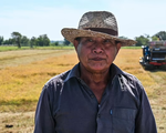 Dự trữ gạo toàn cầu có thể giảm 5% do El Nino