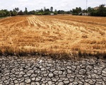 El Nino sẽ gây thiếu hụt mưa, hạn hán nhiều nơi trên cả nước