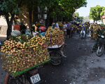 Sôi động thị trường vải thiều chín sớm tại Bắc Giang