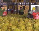 Rau quả Việt được mùa xuất khẩu