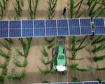 Nông dân Đức tăng gấp đôi thu nhập nhờ pin mặt trời