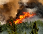 Cháy rừng ở Canada thiêu rụi hơn 10 triệu ha trong năm nay