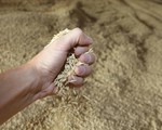 5 nước EU muốn gia hạn lệnh cấm ngũ cốc Ukraine