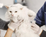 WHO quan ngại về sự gia tăng các trường hợp nhiễm cúm gia cầm ở mèo tại Ba Lan