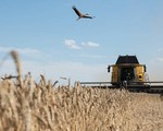 'Phần lớn ngũ cốc từ Ukraine không đến được châu Phi'