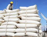 Ấn Độ cấm xuất khẩu, cơ hội cho gạo Việt?