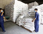 Giá lúa tăng, gạo xuất khẩu chững lại
