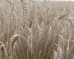 'Nóng' thị trường lương thực toàn cầu: Tương lai nào cho Thỏa thuận ngũ cốc Biển Đen?