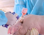 Cho phép sử dụng vaccine phòng tả lợn châu Phi trên diện rộng