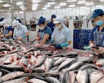 Trung Quốc vẫn là thị trường mua cá tra nhiều nhất của Việt Nam