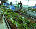 Xuất khẩu rau quả vượt 3,2 tỷ USD