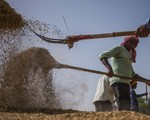 Ấn Độ cấm xuất khẩu gạo: Thận trọng và không nên lạc quan quá mức!