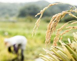 Nga tuyên bố cấm xuất khẩu gạo “tạm thời”