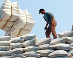 Giữ vững đà tăng xuất khẩu gạo