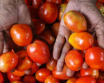 Thời tiết ảnh hưởng tới mùa màng, giá cà chua tăng gần 5 lần tại Ấn Độ