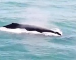 Cá voi lưng gù trở lại sau nhiều năm vắng bóng ở Brazil