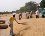 Các nhà xuất khẩu của Ấn Độ dự đoán chính phủ sớm dỡ bỏ lệnh cấm xuất khẩu gạo